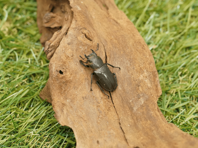 雌雄モザイク】メタリフェルホソアカクワガタ ペレン産 成虫 - 虫類