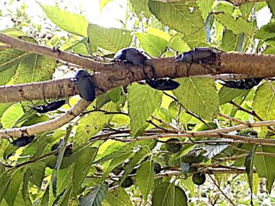 伊豆大島産ノコギリクワガタ　幼虫６頭