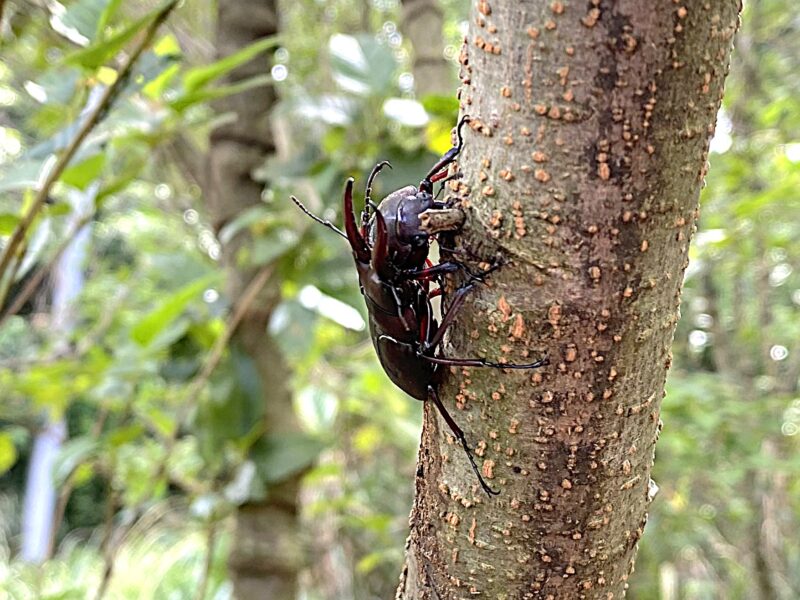 伊豆大島産ノコギリクワガタ　幼虫６頭