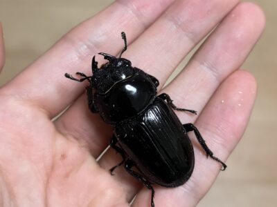 国産オオクワガタ(能勢YG) ♀単品(ペアリング後に発送可能)
