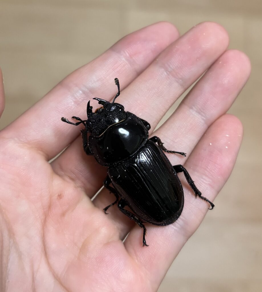 国産オオクワガタ(能勢YG) ♀単品(ペアリング後に発送可能)