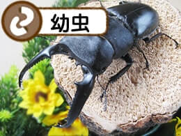 パラワンオオヒラタクワガタ幼虫　パラワン島　累代F3