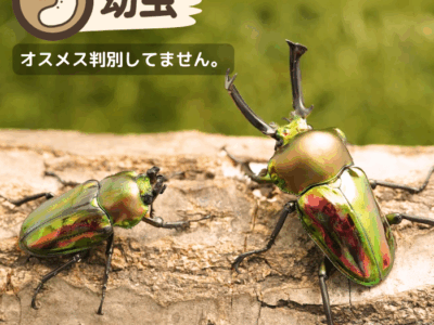 ニジイロクワガタ幼虫　クイーンズランド産　累代CB