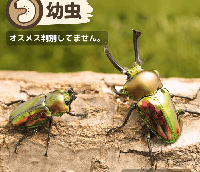 ニジイロクワガタ幼虫　クイーンズランド産　累代CB