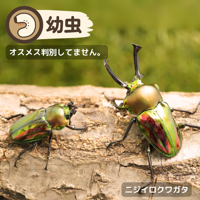 ニジイロクワガタ幼虫 クイーンズランド産 累代CB