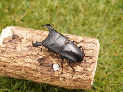 ダイオウヒラタクワガタペア♂70mmUP♀35mmUP累代WF1